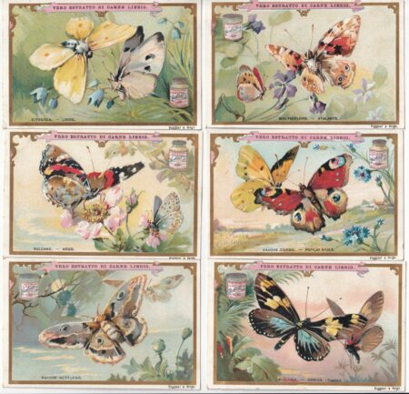 LIEBIG ITA S 519 – Farfalle grandi – Buone condizioni
